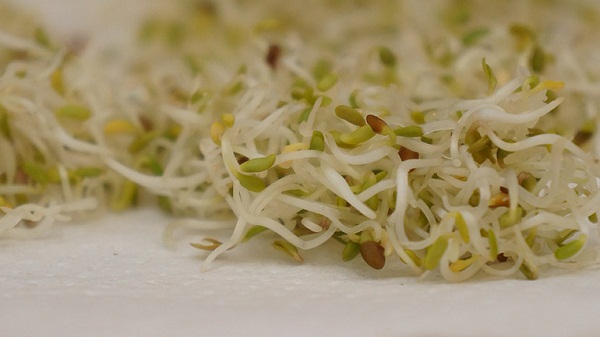 Alfalfa Sprouts