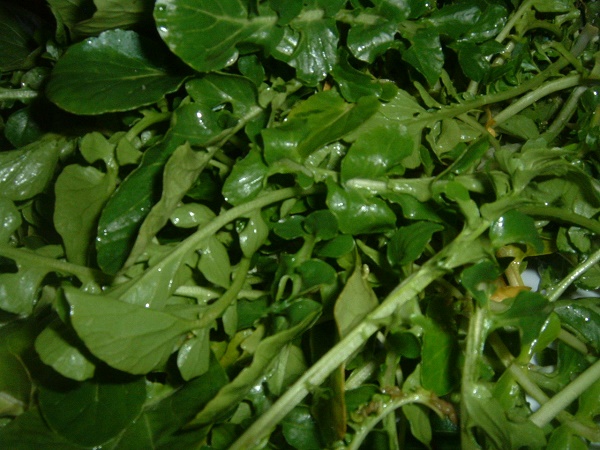 Water Cress