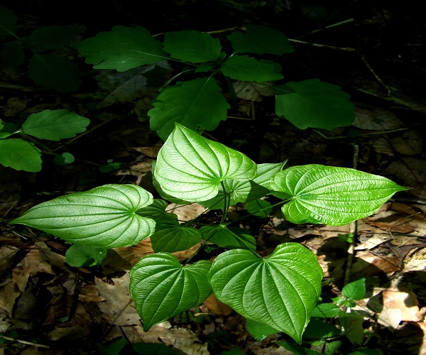 Wild yam