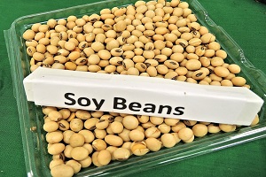 Soy