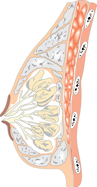 increase the blood flow around the breast area