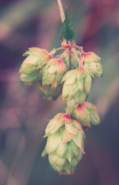 Flower Hops