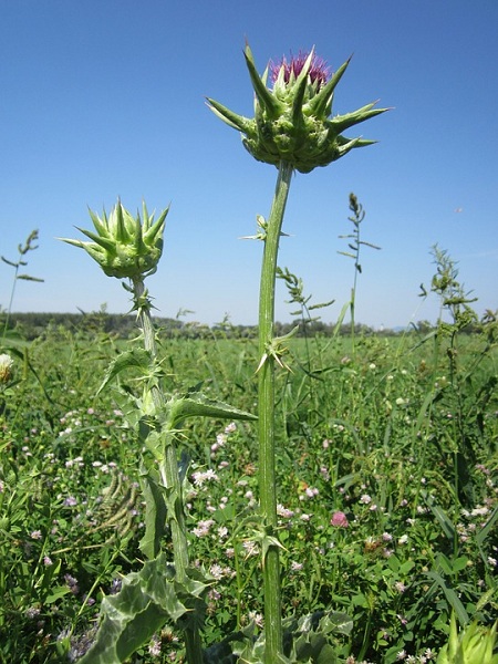 Blessed Thistle