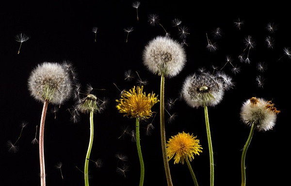 Dandelion