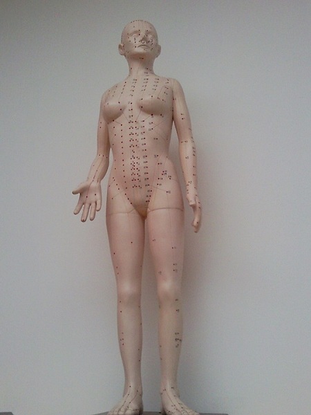 female anatomy