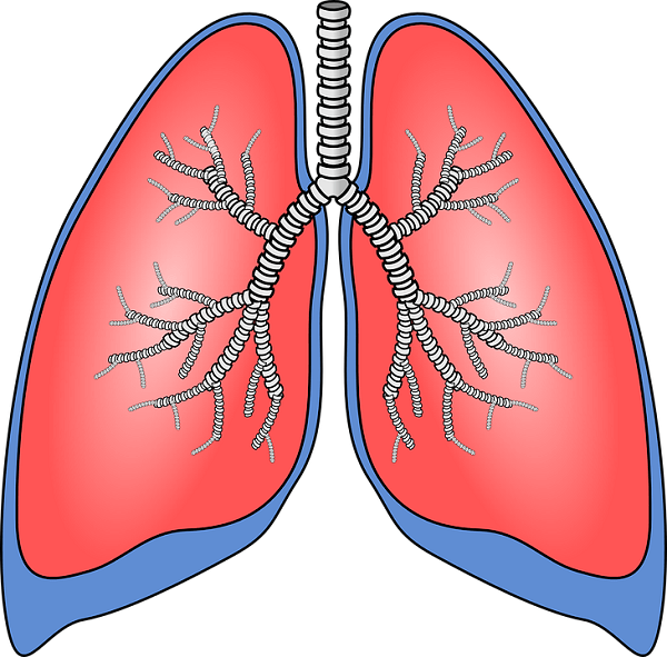 lungs