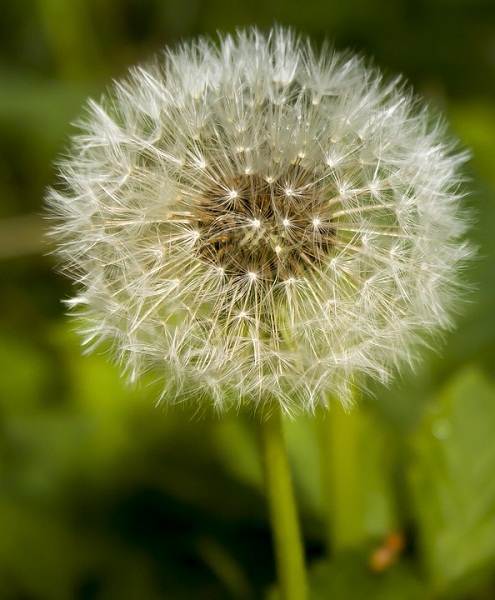 Dandelion