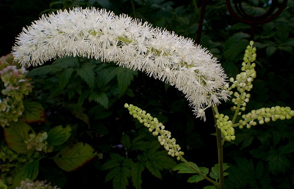 Black Cohosh