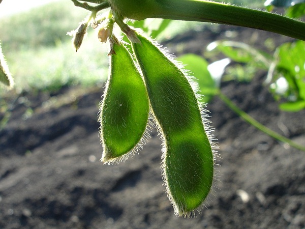 soybeans