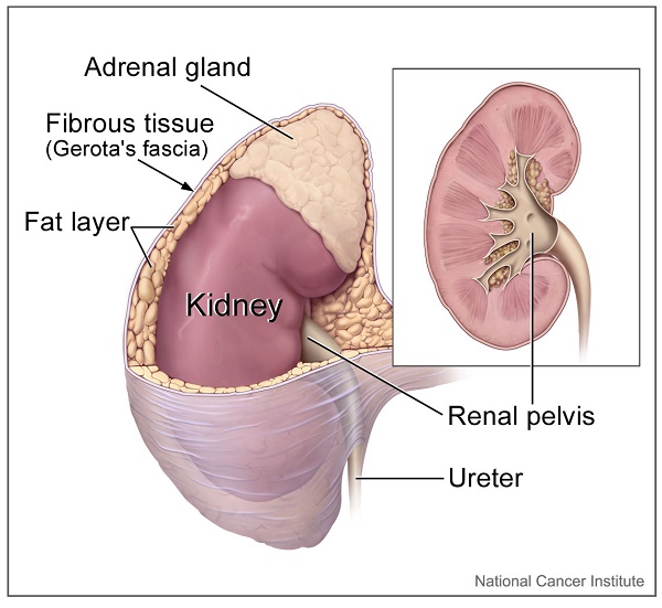 adrenal glands