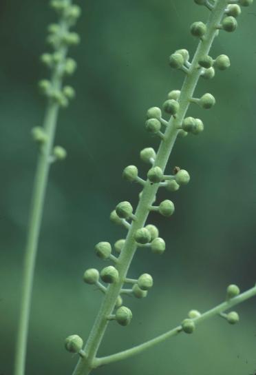 Black Cohosh