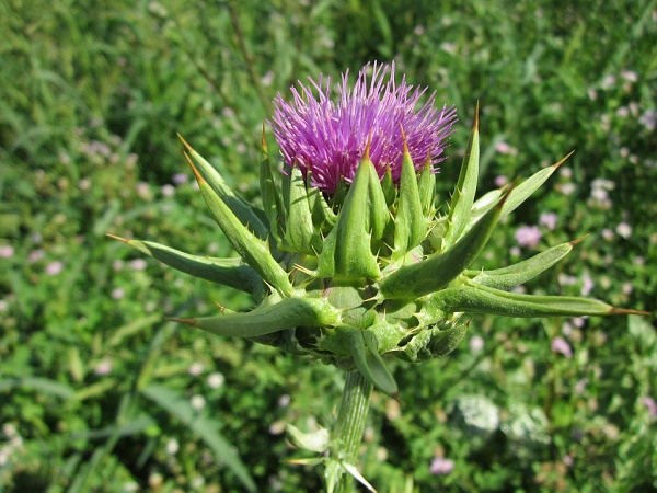 Blessed Thistle