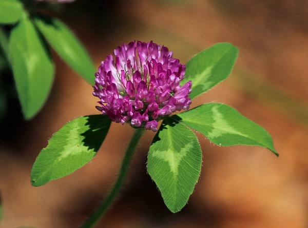 Red Clover