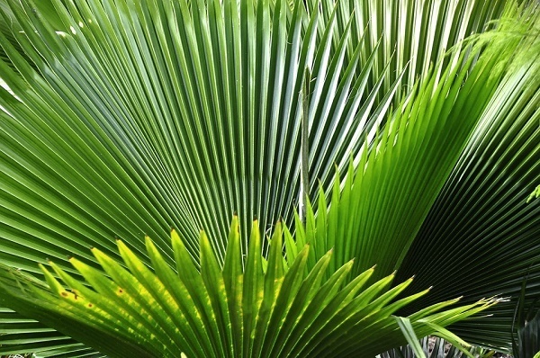 saw palmetto