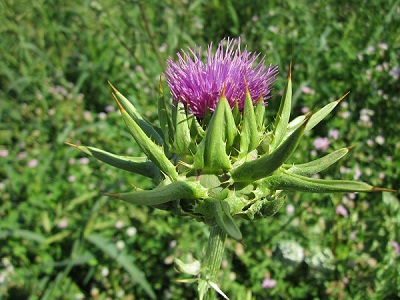 blessed thistle