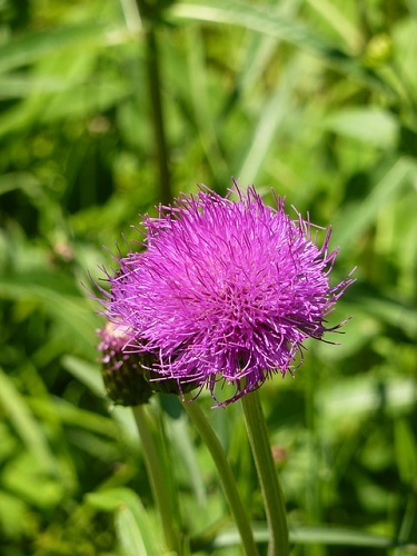 thistle