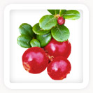 Bearberry