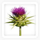 Blessed Thistle