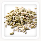 Fennel