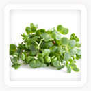 Watercress